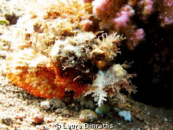 Bearded scorpionfish by Laura Dinraths 